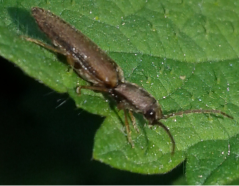 Elateridae: Athous sp.